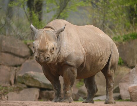 Black Rhinoceros (Diceros bicornis), captive, Saxony-Anhalt, Germany