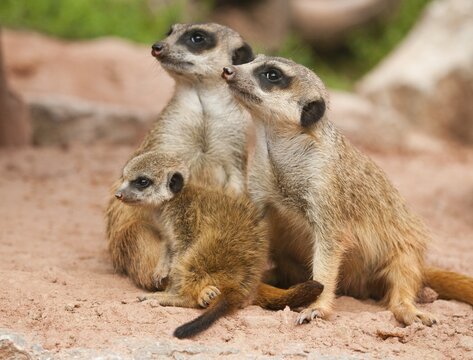Meerkats (Suricata suricatta), two adults and a young animal, captive, Thuringia, Germany