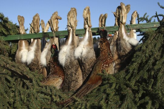 European hares (Lepus europaeus) and common pheasants (Phasianus colchicus) shot during hunt, Lower Austria, Austria
