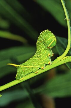 Poplar Hawk-moth eruca (Laothoe populi)