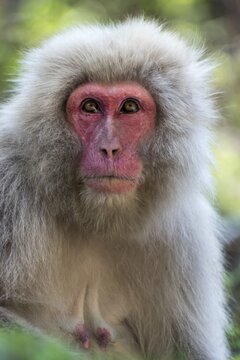 Japanese Macaque (Macaca fuscata), Snow Monkey Park, Jigokudani, Yamanouchi, Japan