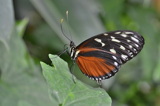 Five-spotted Longwing (Heliconius hecalesia), native to Colombia, butterfly house, Forgaria nel Friuli, Italy