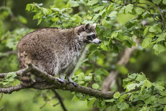 Raccoon (Procyon lotor) sitting in a tree, captive, Saarland, Germany