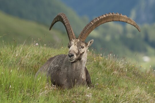Alpine ibex (Capra ibex) lying in an alpine meadow, High Tauern National Park, Carinthia, Austria