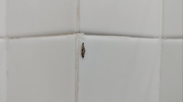 Case Bearing Moth Larva (Plaster Bagworm) on White Tile Wall Close Up