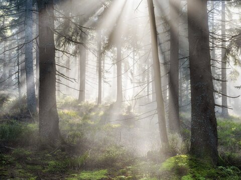 Natural spruce forest with morning fog, sunbeams break through the fog, at the Dreisesselberg, Bavarian Forest, Bavaria, Germany