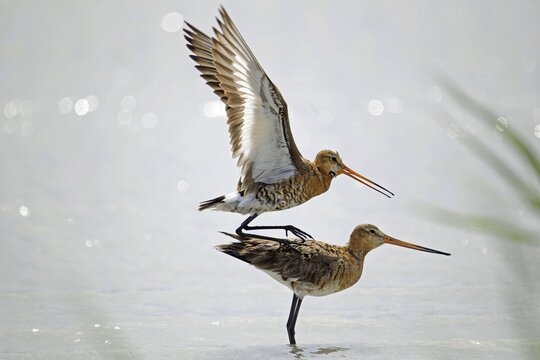 Black-tailed Godwits (Limosa limosa), mating in the water, Burgenland, Austria, Europe