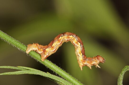 Mottled Umber (Erannis defolaria), caterpillar foraging for food, Untergr&ouml;ningen, Abtsgmuend, Baden-W&uuml;rttemberg, Germany