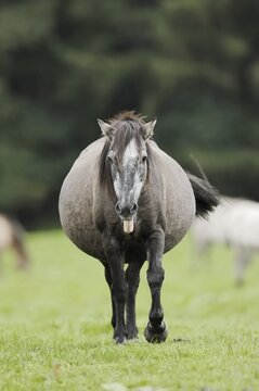 D&uuml;lmener Wildpferd, pregnant mare, Merfelder Bruch, D&uuml;lmen, North Rhine-Westphalia, Germany