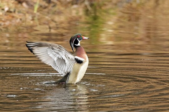 Wood duck (Aix sponsa), male flapping wings on a lake, City of Saint-Mathieu-du-Parc, province of Quebec, Canada,