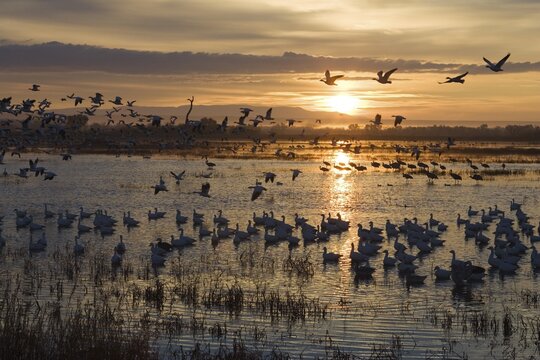 Snow Geese (Anser caerulescens atlanticus, Chen caerulescens) at sunrise, Bosque del Apache Wildlife Refuge, New Mexico, USA