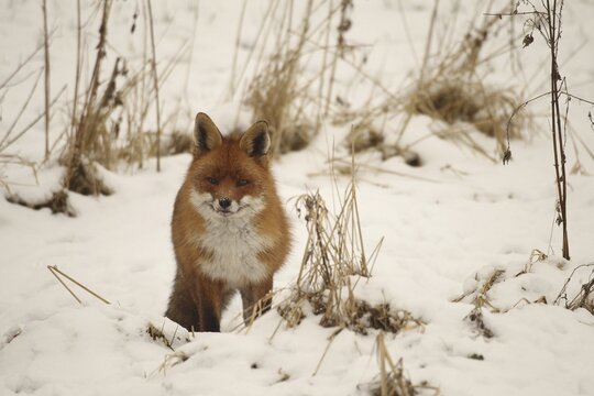 Fox (Vulpes vulpes) safe in the snow, Allg&auml;u, Bavaria, Germany, Allg&auml;u, Bavaria, Germany