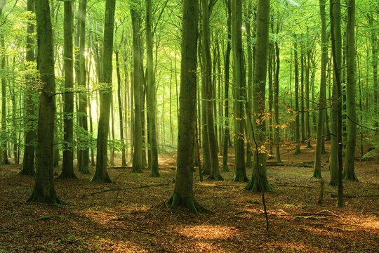 Sunny hall like natural beech forest, sun shines through fog, Stubnitz, Jasmund National Park, UNESCO World Heritage Old Beech Forests, Island of R&uuml;gen, Mecklenburg-Western Pomerania, Germany