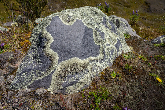 Close-up of a volcanic rock covered in lichen in the Andean p&aacute;ramo of Ecuador, showing its natural texture.