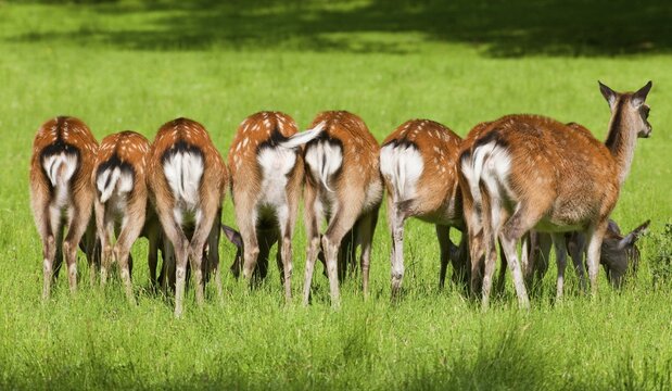 Sika Deer (Cervus nippon) in a meadow, captive, Lower Saxony, Germany