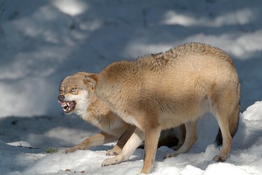 Gray Wolf or Timber wolf (Canis lupus lycaon) growling, snarling, Bavarian Forest National Park, Bavaria, Germany, Europe