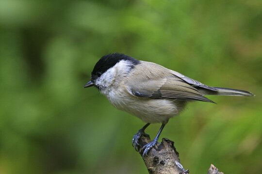Marsh Tit (Parus palustris)
