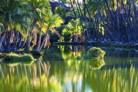 Palm trees at the Hopeaia Fishpond, Mauna Lani, Kohala Coast, Big Island, Hawaii, United States