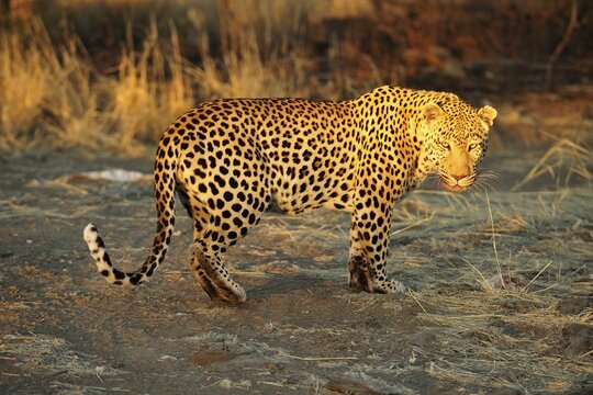 Leopard (Panthera Pardus) runs over sandy soil, Namibia
