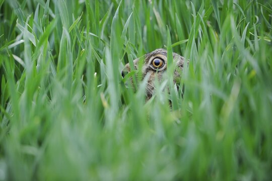 Hare (Lepus europaeus), hidden in a corn field, Thuringia, Germany