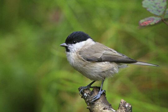 Marsh Tit (Parus palustris)