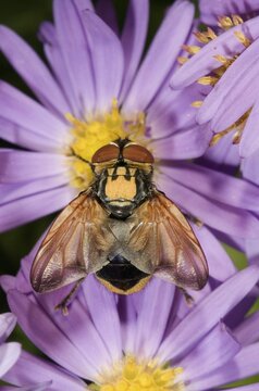 Tachinid fly (Ectophasia crassipennis), feeding on nectar on Autumn aster (Aster sp.), Untergroeningen, Baden-Wuerttemberg, Germany, Europe