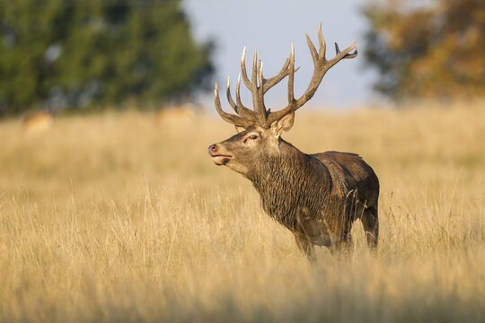 Red Deer (Cervus elaphus), captive, Copenhagen, Denmark