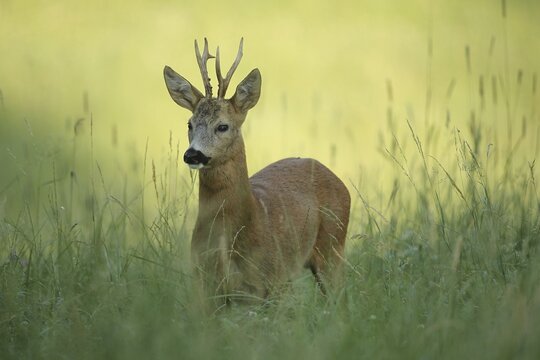 European roe deer (Capreolus capreolus) buck in the first morning light, Lower Austria, Austria, Lower Austria, Austria