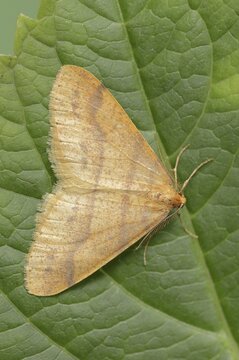 Scarce umber (Agriopis aurantiaria), male, North Rhine-Westphalia, Germany