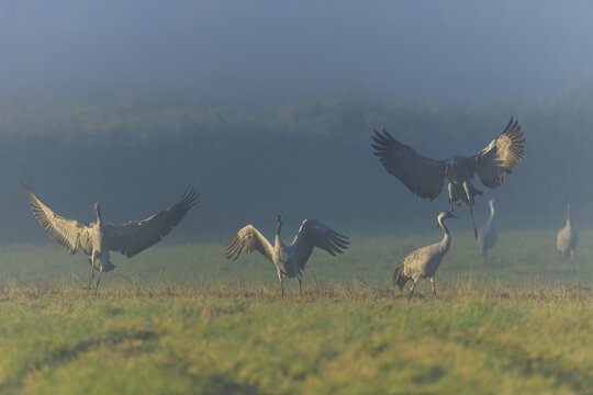Cranes take wing in the fog, Crane (Grus grus) wildlife, Western Pomerania Lagoon National Park, Zingst, Mecklenburg-Western Pomerania, Germany