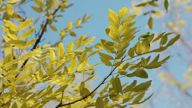 Golden autumn leaves of a fraxinus tree against a clear blue sky