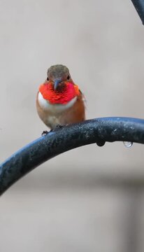 Stunning Close Up of an Orange Rufous Hummingbird Resting on a Garden Hook