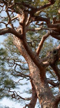 Gnarled Japanese Pine Tree Branches Against a Clear Blue Sky