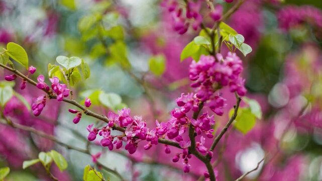 Closeup of vibrant pink redbud flowers blooming on branches in spring