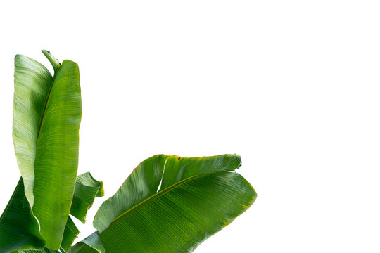 Tropical banana leaf isolated on white background for design element.