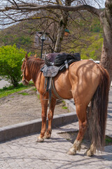 Obraz premium Brown horse with saddle standing on paved area near trees and greenery in park setting