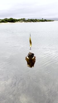 Cuttlefish caught on lure squirts out seawater and moves around. Vertical