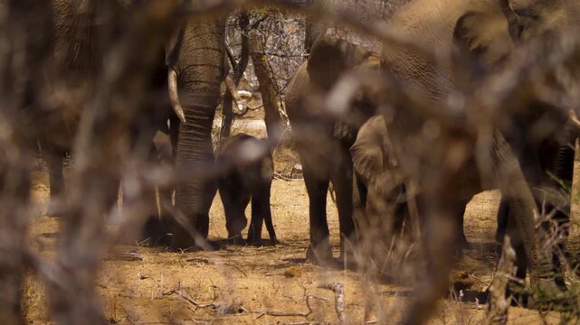 View through branches of an African elephant herd with a small baby calf walking through dry bushveld in the savannah.
