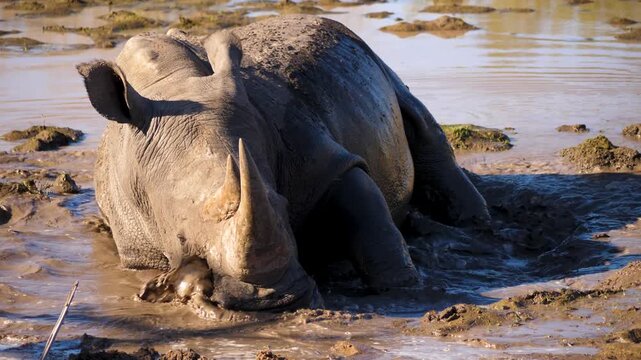 White rhinoceros wallowing in a muddy waterhole, coating its skin in mud.