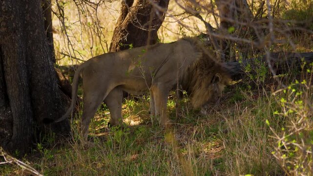 Male African lion sniffing the ground and tracking a scent in the shaded grass near bushes.