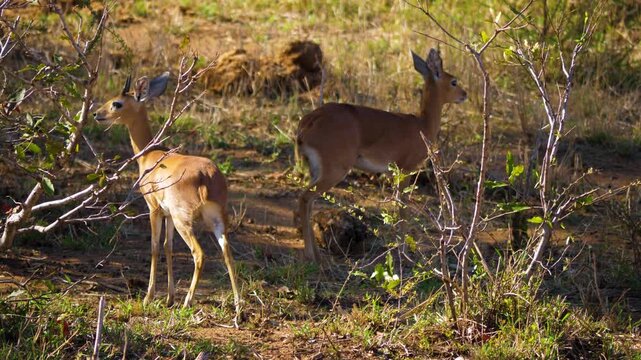 Two alert steenbok antelopes standing in dry bushveld vegetation in the African savannah.