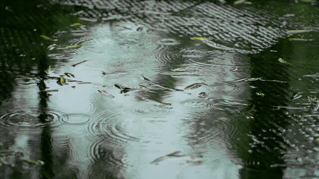 Raindrops falling into a dark puddle with floating leaves
