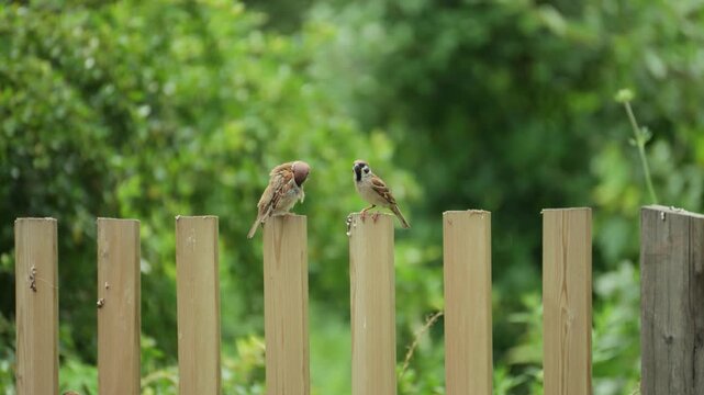 Two eurasian tree sparrows perched on a wooden fence in a garden