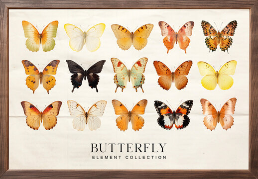 Colorful Butterfly Collection Display Design Set
