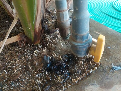 Small white roots emerging from wet soil due to dripping water faucet