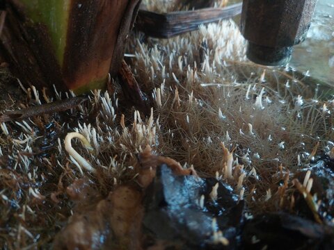Small white roots emerging from wet soil due to dripping water faucet