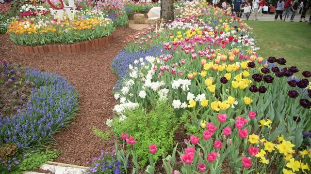 SHENZHEN, CHINA - March 22, 2024: Visitors walking through a vibrant public flower exhibition featuring colorful tulips and spring blossoms in a city park