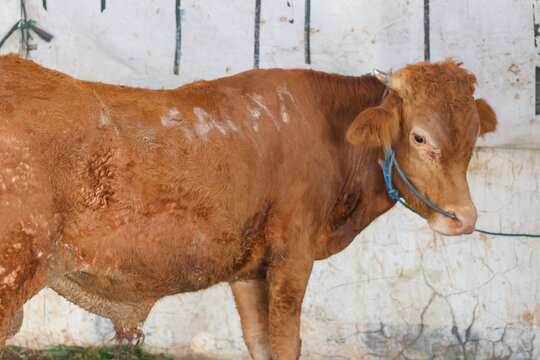 Full side view of a medium sized brown cow standing next to a white concrete wall, secured with a blue rope for the Eid al-Adha sacrificial ritual.