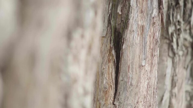 Close up of textured tree bark in a dense forest environment