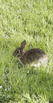 Cute Bunny Scratching in Green Field